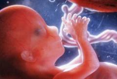 http://selmapreghelp.com/wp-content/uploads/2012/01/PRinc_photo_of_fetus_at_16_weeks-300x203.jpg